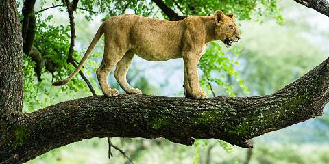 3 Days Tanzania Safari to Tarangire, Ngorongoro Crater and Lake Manyara
