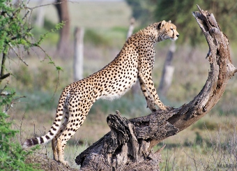 4 Days Tanzania Safari to Tarangire, Serengeti and Ngorongoro Crater