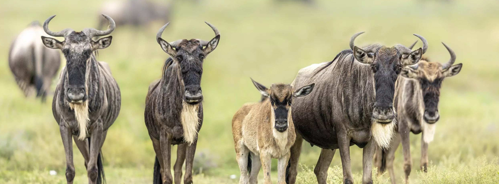 5 Days Ndutu Migration Safari Serengeti and Ngorongoro Crater 