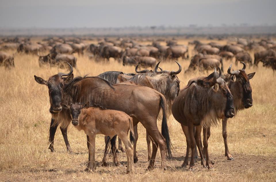 5 Days Tanzania Safari to Tarangire, Serengeti and Ngorongoro Crater