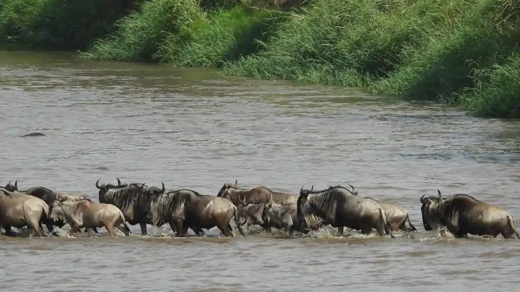 6 Days North Migration Safari Serengeti and Ngorongoro Crater