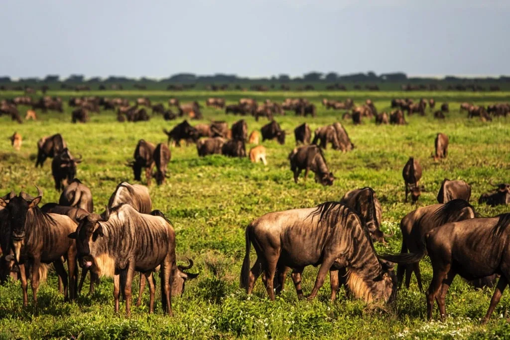 6 Days Western Corridor Safari Tarangire, Serengeti and Ngorongoro Crater