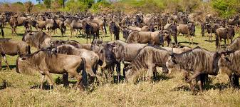 7 Days North Migration Safari Serengeti and Ngorongoro Crater