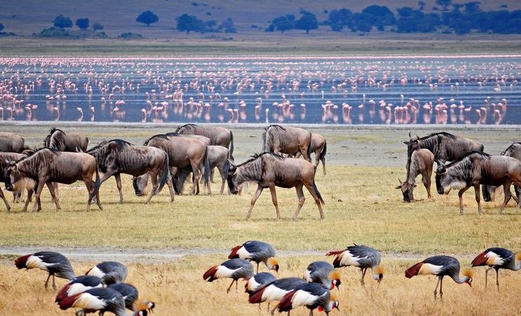 7 Days Tanzania Safari to Tarangire, Serengeti, Ngorongoro Crater and Lake Manyara