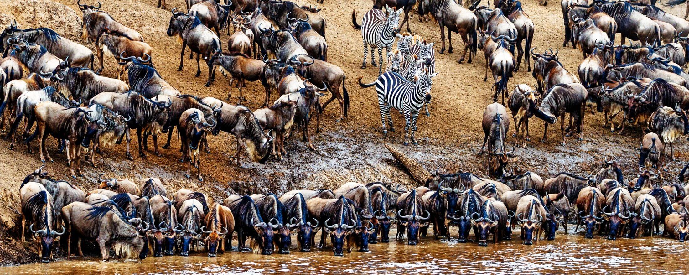 7 Days Wildebeest Migration Safari Tarangire, Ndutu, Serengeti & Ngorongoro Crater