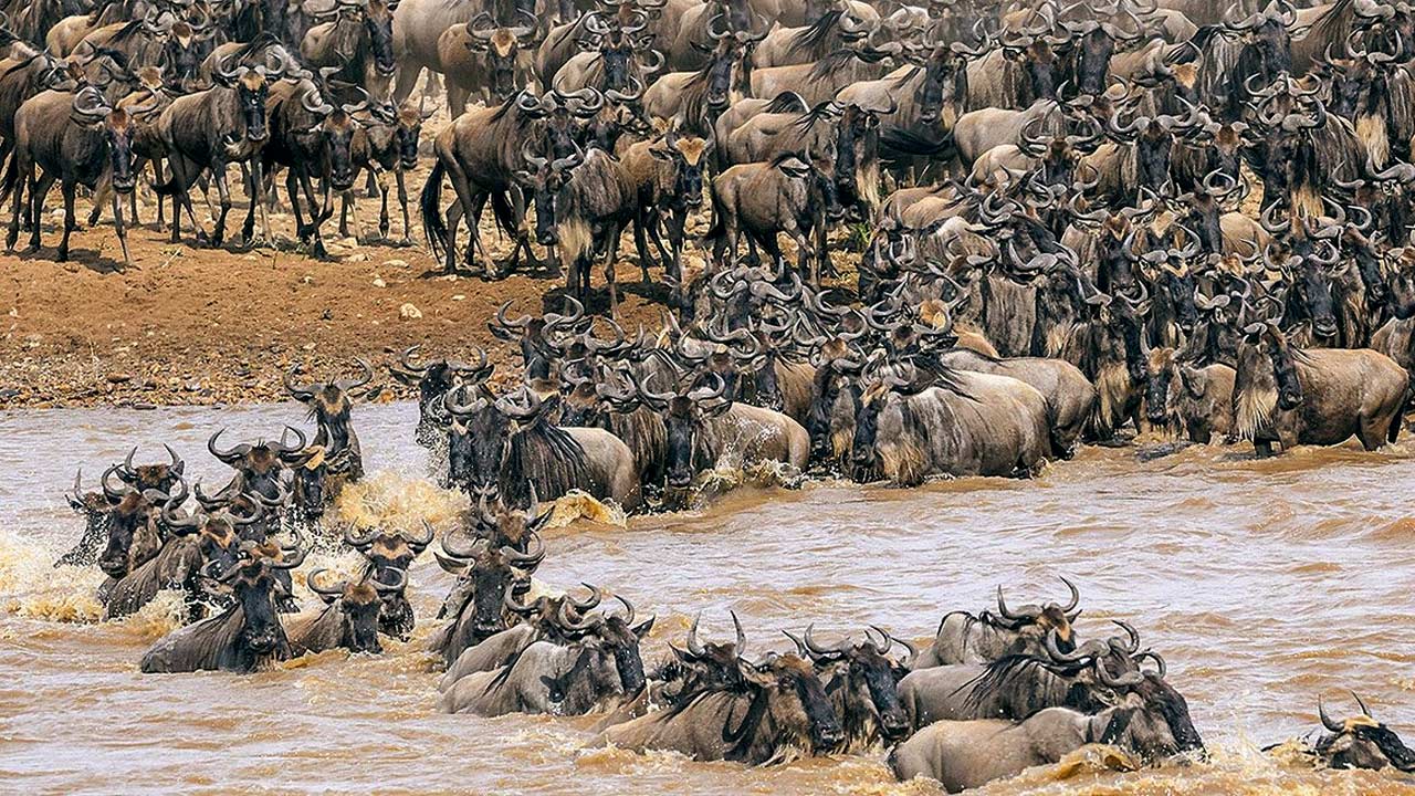 8 Days wildebeest Migration Safari Tarangire, Ndutu, Serengeti, Ngorongoro Crater and Lake Manyara