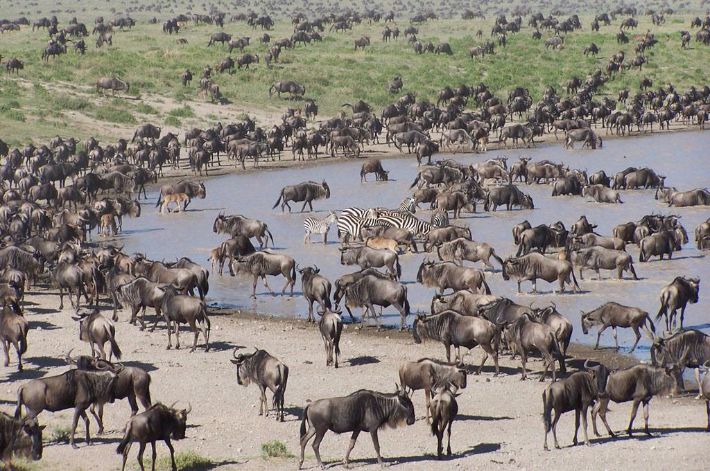 9 Days wildebeest Migration Safari Tarangire, Ndutu, Serengeti, Ngorongoro Crater and Lake Manyara
