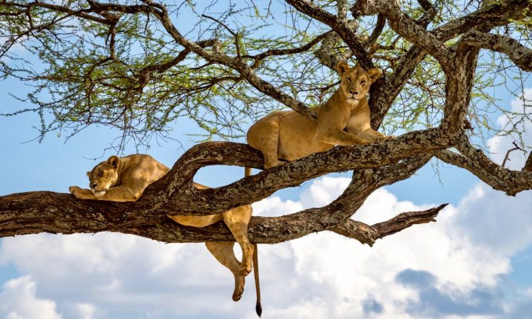 Lake Manyara National Park