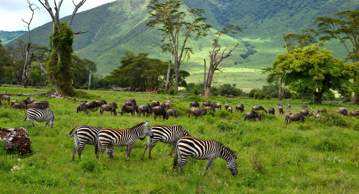 Ngorongoro Conservation area