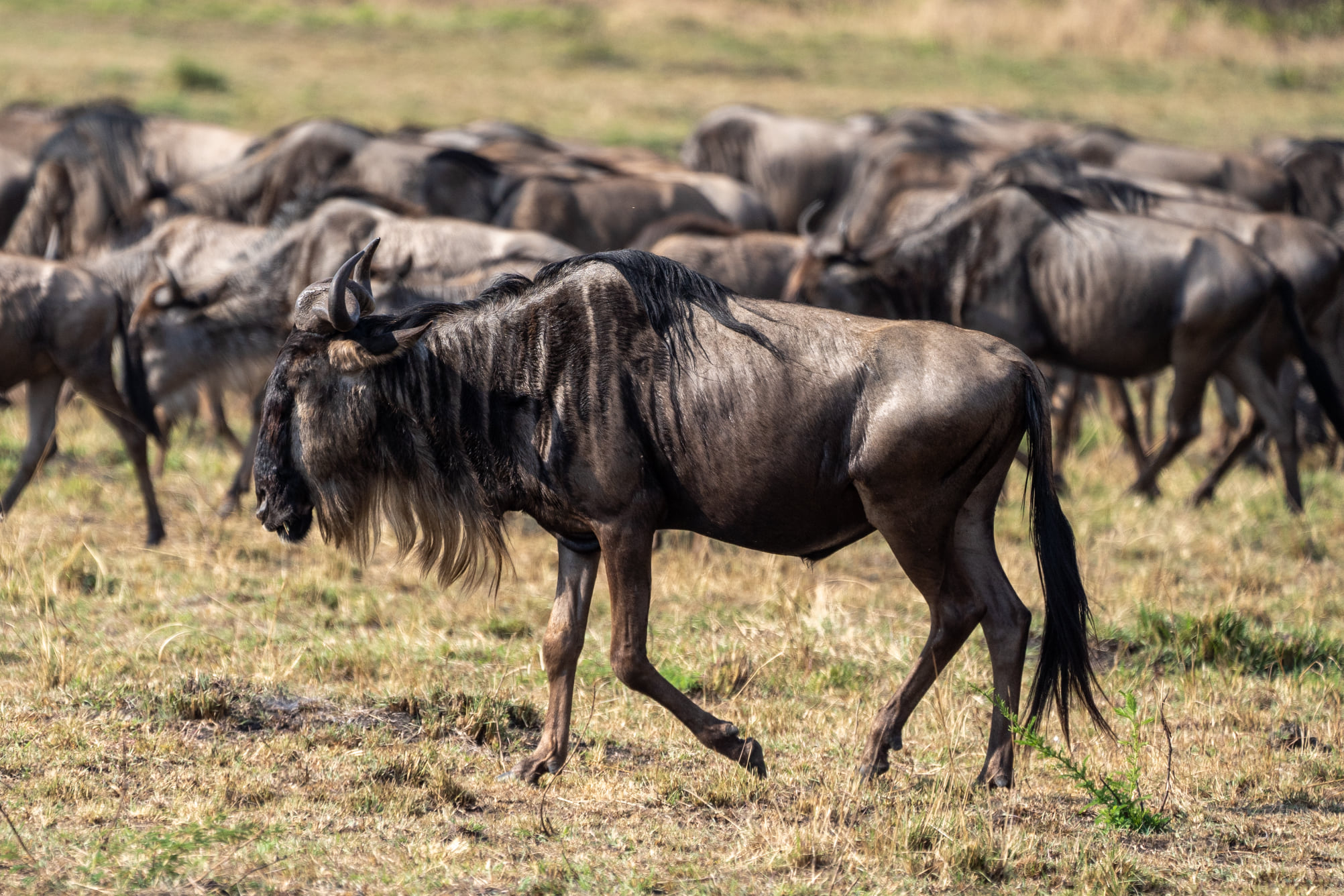 Serengeti National Park