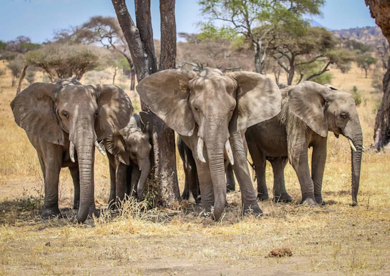 Tarangire National Park
